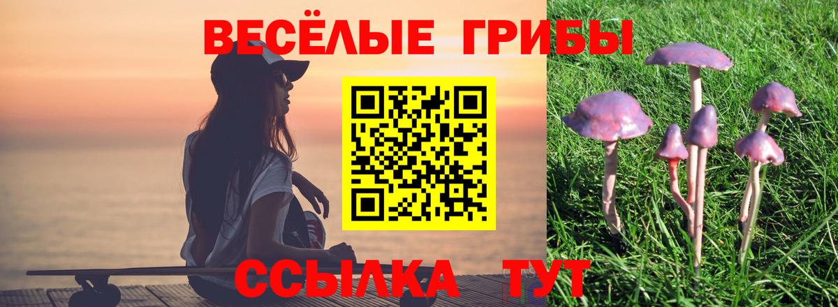 Псилоцибиновые грибы Cubensis Ачхой-Мартан